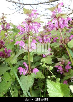 Gefleckte Taubnesel (Lamium maculatum), Weilerswist, Nordrhein-Westfalen, Allemagne Banque D'Images