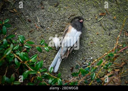 Dead, Dark-eyed Junco, North Vancouver, Colombie-Britannique, Canada Banque D'Images
