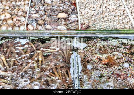 Mollusques, crevettes, abattes et autres fruits de mer de mollusques sur le marché des fruits de mer de Sai Kung, Hong Kong. Le village de Sai Kung est célèbre pour ses nombreuses se Banque D'Images