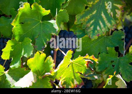raisins rouges mûrs et feuilles de vigne avant la récolte, vignoble à stellenbosch, afrique du sud Banque D'Images