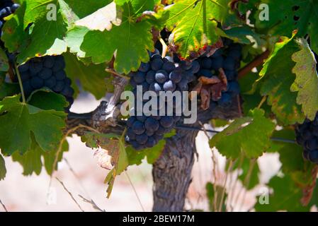 raisins rouges mûrs et feuilles de vigne avant la récolte, vignoble à stellenbosch, afrique du sud Banque D'Images