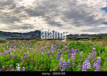 Le célèbre Eyjafjallajokull vulcano avec Lupins au premier plan (Islande) Banque D'Images