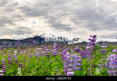 Le célèbre Eyjafjallajokull vulcano avec Lupins au premier plan (Islande) Banque D'Images