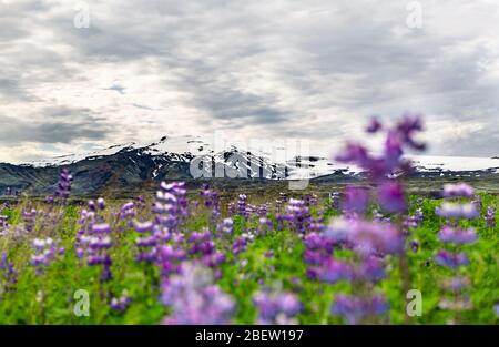 Le célèbre Eyjafjallajokull vulcano avec Lupins au premier plan (Islande) Banque D'Images