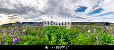 Le célèbre Eyjafjallajokull vulcano avec Lupins au premier plan (Islande) Banque D'Images