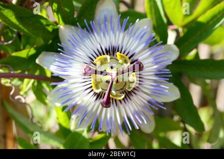 Gros plan d'une fleur de passion bleue (Passiflora caerulea) Nahaufnahme einer blaen Passionsblume (Passiflora caerulea) Banque D'Images
