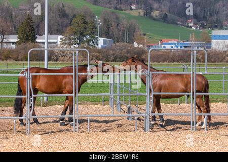 deux magnifiques chevaux brun-rouge, debout dans une boîte en métal et se touchant l'un l'autre avec leurs têtes, vue grand angle, par jour Banque D'Images
