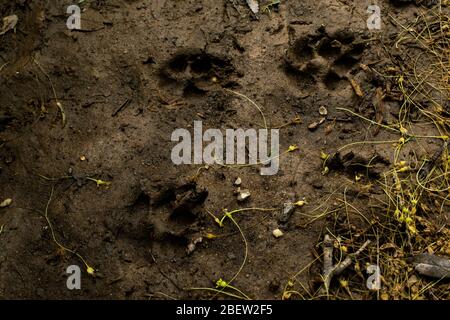 Empreintes de griffe de chien dans le Mud - réel Banque D'Images