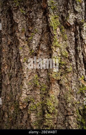 mousse verte sur fond d'écorce d'arbre. texture du bois avec mousse. motifs en bois Banque D'Images