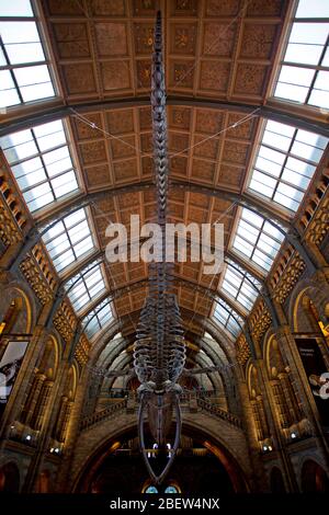 Visiteurs du hall central du Musée d'Histoire naturelle de Londres. Banque D'Images