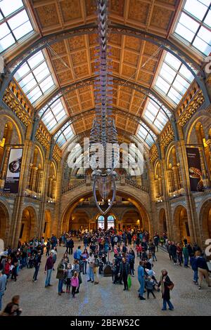 Visiteurs du hall central du Musée d'Histoire naturelle de Londres. Banque D'Images