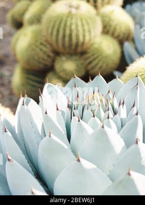 Blue Cactus à la bibliothèque et jardin de Huntington à Saint-Marin, Californie Banque D'Images