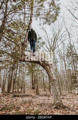 l'homme se tient seul en équilibre haut dans l'arbre à tête dans une forêt dans le maine Banque D'Images