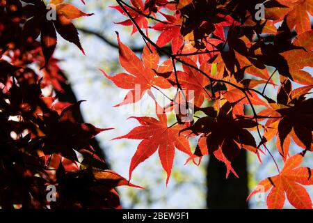 Vue du dessous d'un érable rouge le jour ensoleillé, le soleil illumine les feuilles transparentes les rendant briller comme la lumière filtre à travers eux. Banque D'Images