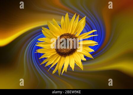 Bouquet de tournesol ( Helianthus annuus ) devant un arrière-plan coloré et abstrait Banque D'Images