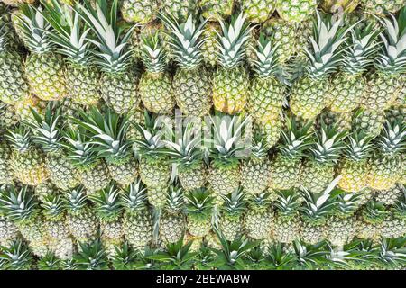 Ananas biologiques récoltés, Costa Rica, Amérique Centrale Banque D'Images