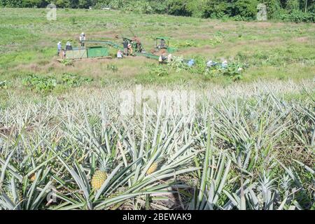 Plantation d'ananas, Costa Rica, Amérique Centrale Banque D'Images