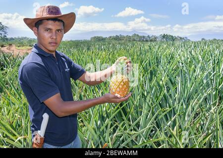 Éleveur d'ananas, Costa Rica, Amérique centrale Banque D'Images