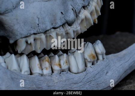Les os et les dents des animaux rapprochent la mâchoire du cerf. Grandes dents du crâne d'un herbivore. Texture des os et des dents. Banque D'Images