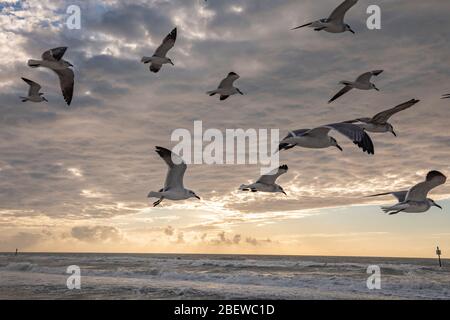 Seagull Birds à Clearwater Beach, Floride, États-Unis pendant le coucher du soleil. Photo artistique adaptée aux magazines de voyage, aux livres de photographie Banque D'Images