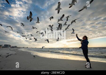 Homme de tourisme qui nourrit et photographiait les oiseaux mouettes à Clearwater Beach, Floride, États-Unis pendant le coucher du soleil. Photo artistique adaptée aux magazines de voyage, Banque D'Images