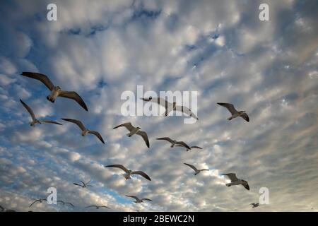 Seagull Birds à Clearwater Beach, Floride, États-Unis pendant le coucher du soleil. Photo artistique adaptée aux magazines de voyage, aux livres de photographie Banque D'Images