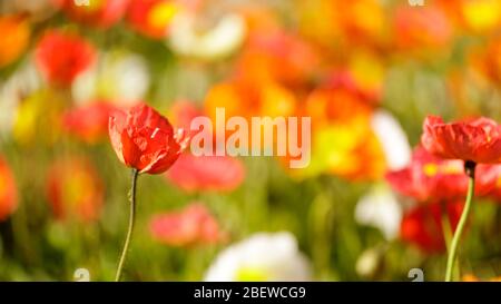 Coquelicots d'Islande à Bloom Banque D'Images