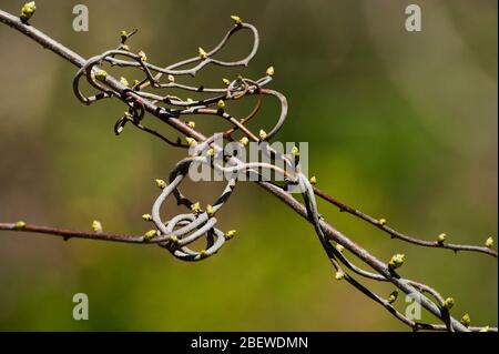 Épissonner les bourgeons de feuilles sur la vigne torsadée au début du printemps Banque D'Images