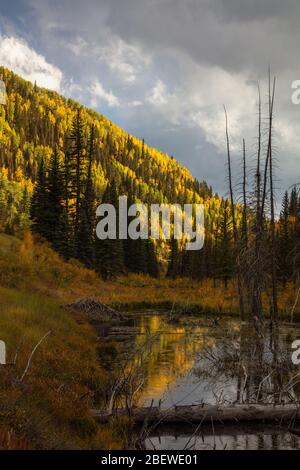 Le tremble doré en automne se reflète dans un étang de castors, San Juan Skyway, San Juan Mountains, Dolores County, Colorado Banque D'Images