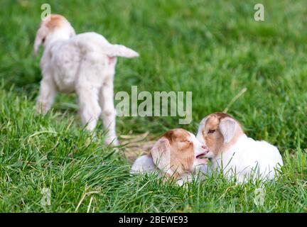 Doberlug Kirchhain, Allemagne. 14 avril 2020. Trois jeunes chèvres jouent dans l'herbe. Crédit: Soeren Stache/dpa-Zentralbild/ZB/dpa/Alay Live News Banque D'Images