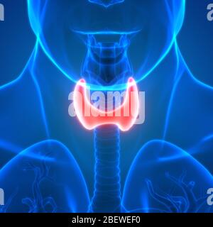 Lobes des glandes humaines de l'anatomie des sols thyroïdiens Banque D'Images