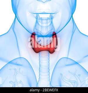 Lobes des glandes humaines de l'anatomie des sols thyroïdiens Banque D'Images