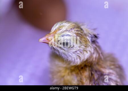 Poussin pour bébé nouveau-né jeune dans l'incubateur, heures après la naissance Banque D'Images