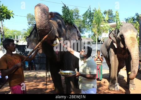 Colombo, Sri Lanka. 31 mars 2020. Les animaux de compagnie nourrissent un éléphant lors des rituels traditionnels de la nouvelle année dans la banlieue de Pannipitiya à Colombo. Le rituel de l'huile d'onction est exécuté à la fois sur les gens et les éléphants dans le cadre des célébrations du nouvel an au Sri Lanka. Crédit: Harshana Johanas/SOPA Images/ZUMA Wire/Alay Live News Banque D'Images