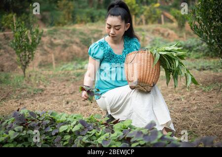 Femmes dans son jardin de légumes, belle jeune jardinier Asie femme avec un panier avec des légumes fraîchement pêchés dans les jardins, Red amarante ve Banque D'Images