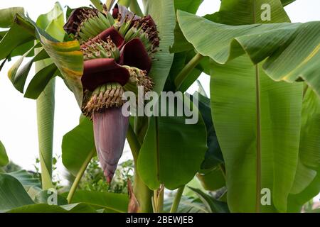 Gros plan sur la fleur de banane fraîche dans le jardin Banque D'Images