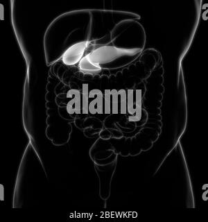 Organes internes humains vésicule biliaire avec anatomie du pancréas Banque D'Images