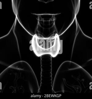 Les glandes thyroïde Anatomie Humaine Banque D'Images