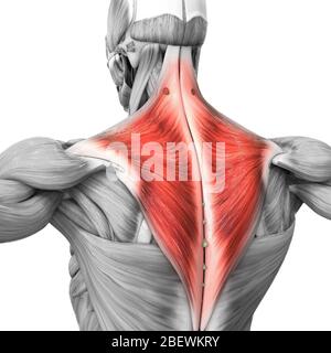 Parties du système musculaire humain Anatomie musculaire de Trapezius Banque D'Images