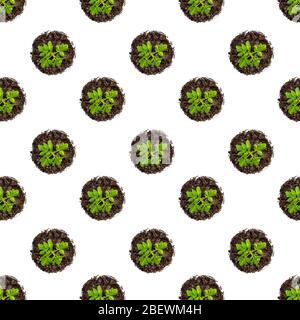 Motif sans couture.les semis de tomates sur fond blanc. Les jeunes tomates poussent dans une vue de dessus de plateau Banque D'Images