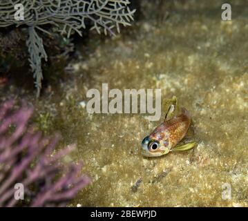 Cardinalfish Blackfin (Astrapogon puncticulatus) nageant parmi les amateurs de mer (Gorgonia ventalina) sur le récif de corail, Key Largo, Floride, États-Unis, couleur Banque D'Images