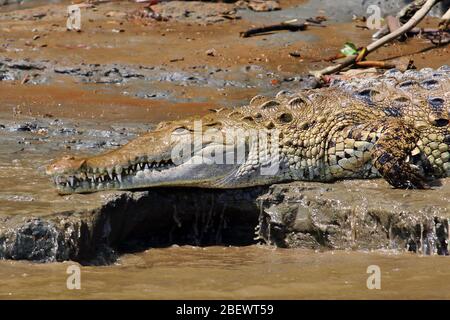 Un Crocodile américain (Crocodylus acutus) qui s'étend sur une rive boueuse du Rio Sierpe, sur la péninsule d'Osa, au Costa Rica. Banque D'Images