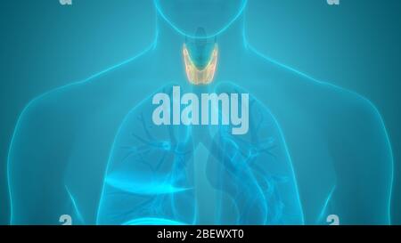 Les glandes thyroïde Anatomie Humaine Banque D'Images