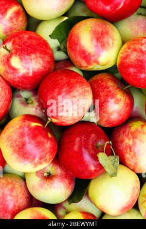 Fond de pommes rouges vertes. Pommes à faisceau de tête mûr Banque D'Images