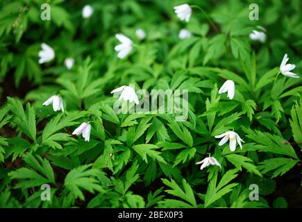 De belles anémones blanches fleuris dans la forêt. Fleurs printanières blanches Banque D'Images