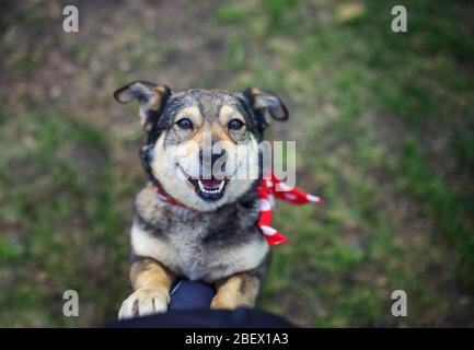 le joli chien brun est sur les genoux de sa maître dans le jardin d'été sur l'herbe et ressemble fidèlement Banque D'Images