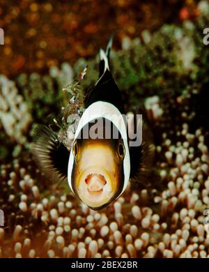 Poisson clown Amphiprion clarkii, Clark, et plus propre, les crevettes Periclimenes sp. Sulawesi Indonésie Banque D'Images