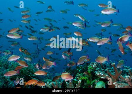 Scalefin anthiases, Pseudanthias squamipinnis, plus de coraux Acropora, Komodo en Indonésie. Banque D'Images