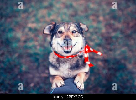 le joli chien brun est sur la genoux de son maître dans le jardin du printemps sur l'herbe verte et regarde fidèlement Banque D'Images