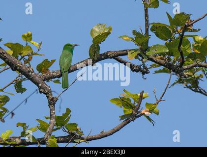 Un abeille à barbe bleue au parc national Kanha, Madhya Pradesh, Inde Banque D'Images